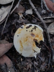 Cortinarius coelopus
