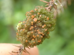 Leptogidium contortum