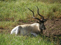 Addax nasomaculatus