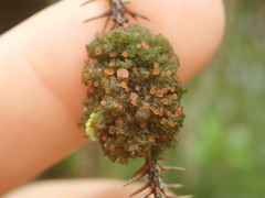 Leptogidium contortum