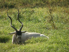 Addax nasomaculatus
