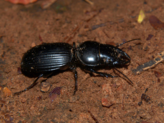 Mamboicus afrellus