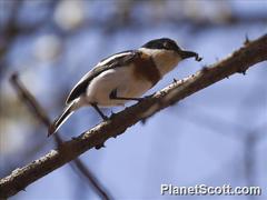 Grey-Headed Batis photo 2