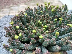 Euphorbia flanaganii