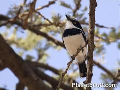 Grey-Headed Batis photo 3