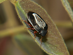 Menida