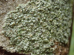 Coccotrema cucurbitula