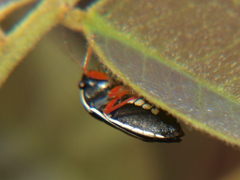Menida