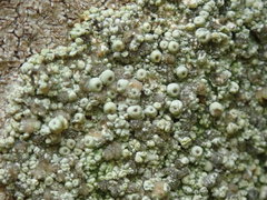 Coccotrema cucurbitula