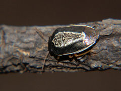 Menida