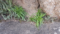 Liliales