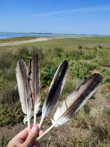 Plume de Pélican blanc