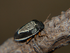 Menida