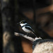 Black-headed Batis - Photo (c) Peter Steward, some rights reserved (CC BY-NC)