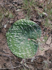 Eriospermum arachnoideum