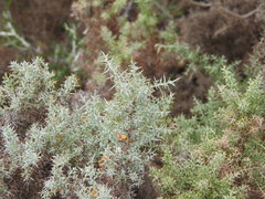 Ulex argenteus argenteus