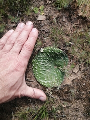 Eriospermum arachnoideum