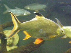 Barbonymus schwanefeldii