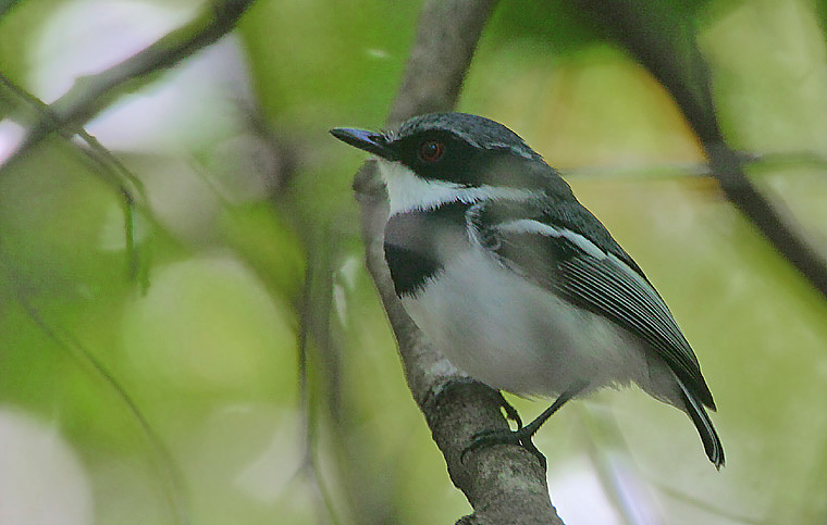 Short-tailed Batis photo