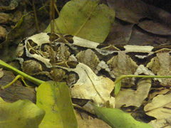 Bitis gabonica