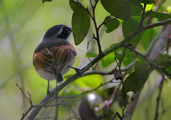 Forest Batis photo 2