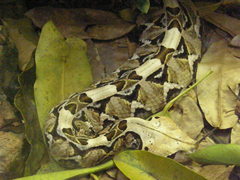 Bitis gabonica