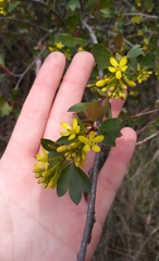 Ribes aureum