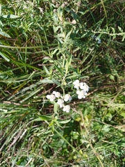 Achillea salicifolia