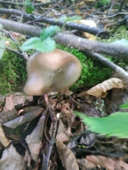 Lentinus substrictus