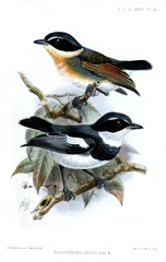 Forest Batis photo 3