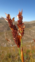 Elegia racemosa