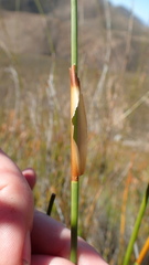 Elegia racemosa