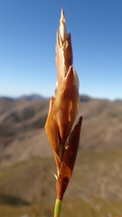 Elegia racemosa