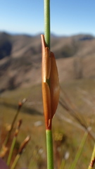 Elegia racemosa