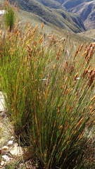 Elegia racemosa