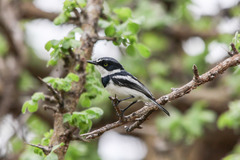 Pygmy Batis photo 1