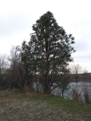 Pinus ponderosa