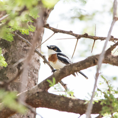 Pygmy Batis photo 2
