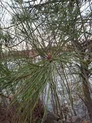 Pinus ponderosa