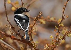 Pygmy Batis photo 3