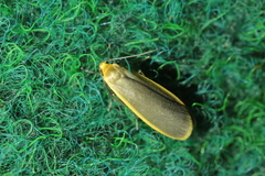 Eilema depressa