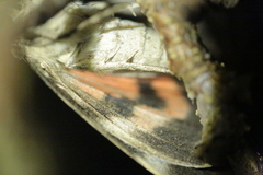 Catocala nupta
