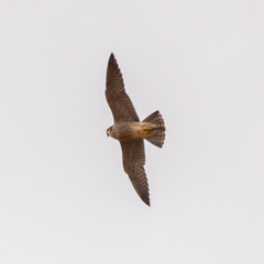 Falco peregrinus brookei