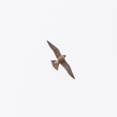 Falco peregrinus brookei