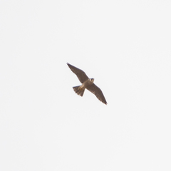 Falco peregrinus brookei