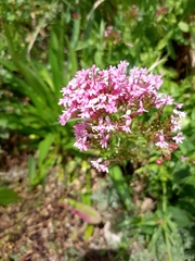 Centranthus ruber