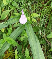 Roscoea purpurea
