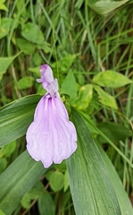 Roscoea purpurea