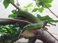 Dendroaspis angusticeps