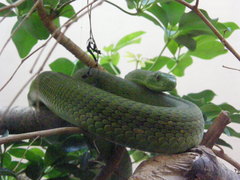 Dendroaspis angusticeps